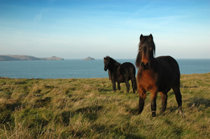 Bodmin ponies Cornwall
